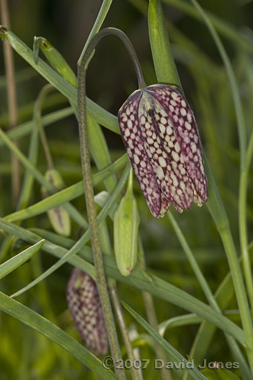 The first Snake's-head Fritillary in flower