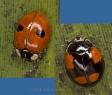2-Spot Ladybirds - different forms