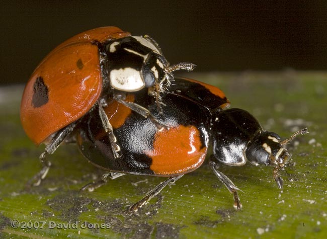 2-Spot Ladybirds - first attempt at mating