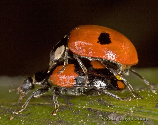 2-Spot Ladybirds mating - male exudes warning fluid from leg