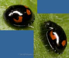 Pine Ladybird (Exochomus quadripustulatus)