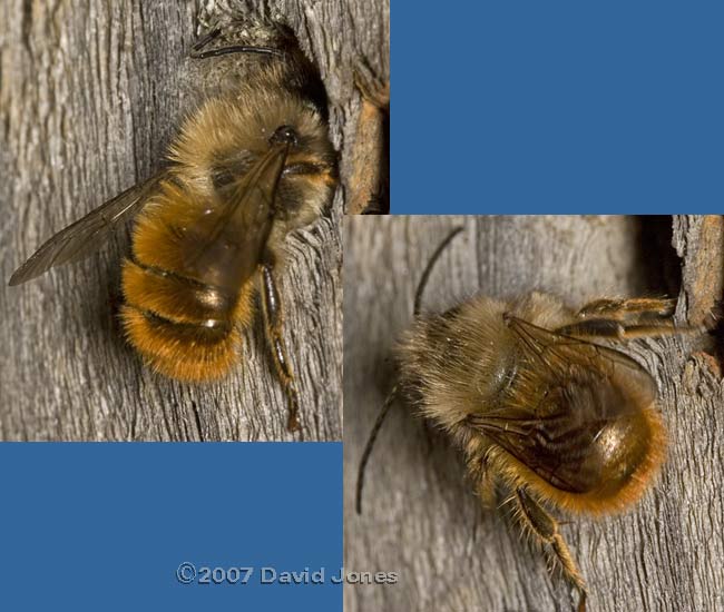 Solitary bee (probably Osmia rufa - The Red Mason Bee)