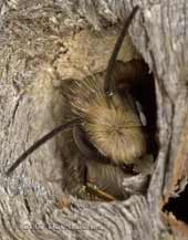 Solitary bee (probably male Osmia rufa - The Red Mason Bee) looks out of hole