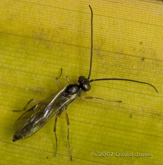 Ichneumon fly on bamboo - 2
