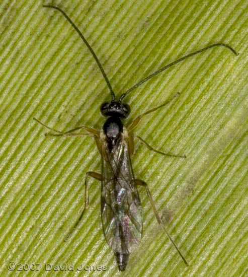 Ichneumon fly on bamboo - 1