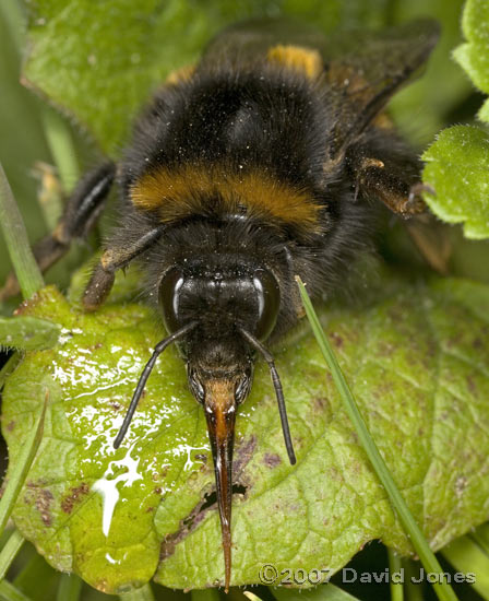 Buff-tailed Bumblebee with tongue extended
