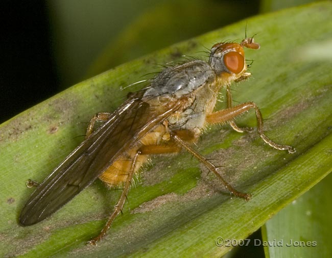 Female Yellow Dung-fly?