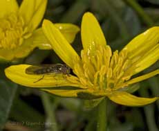 Hoverfly feeding on Lesser Celandine flower