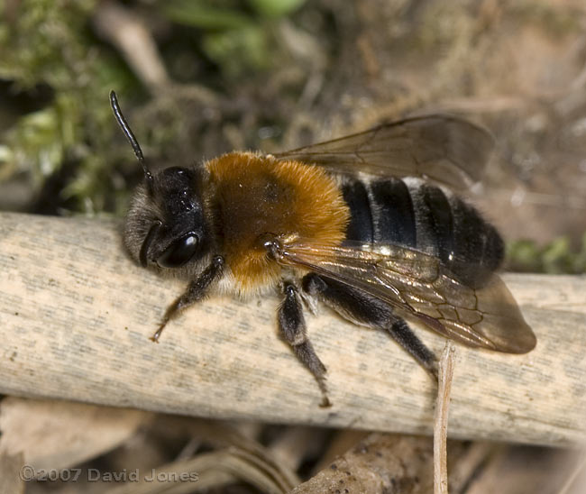 Solitary bee (Andrena heamorrorrhoa)