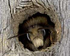 Solitary bee looks out of its burrow