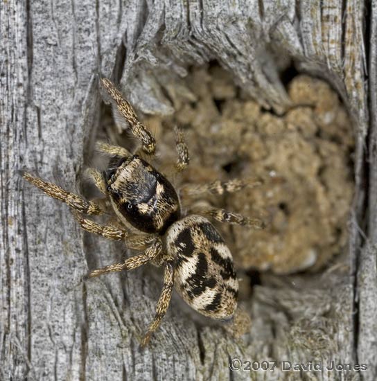 Zebra Spider (Salticus scenicus) by sealed solitary bee burrow