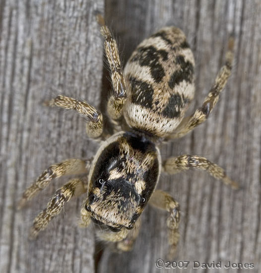 Zebra Spider (Salticus scenicus)