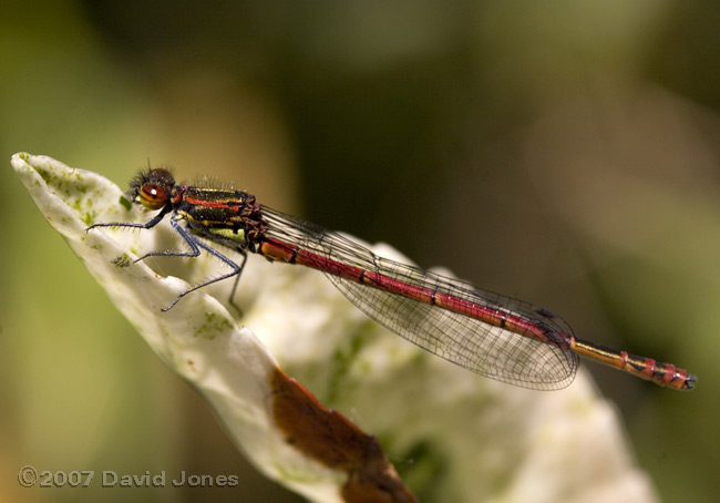 Large Red Damselfly (Pyrrhosoma nymphula)