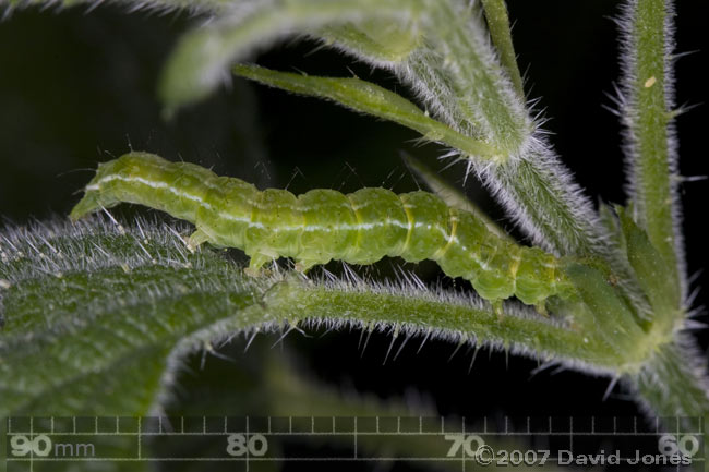 Unidentified caterpillar on nettle