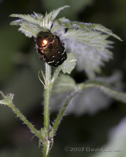 Rose Chafer (Cetonia aurata) on Nettle