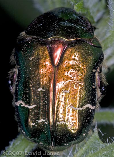 Rose Chafer (Cetonia aurata) - close-up