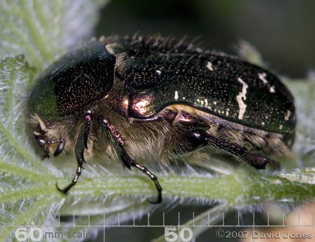 Rose Chafer (Cetonia aurata) on nettle - side view