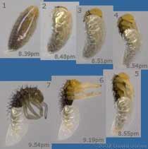 Harlequin Ladybird larva emerges from egg