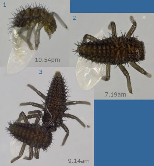 Harlequin Ladybird  - newly emerged larvae