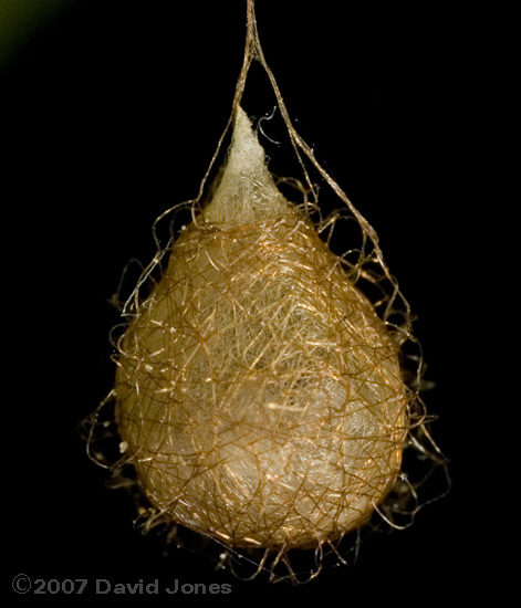 pendulous egg case under leaf of Prunus luctitanica - -close-up