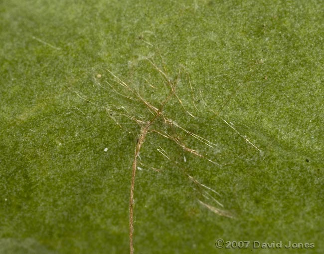 pendulous egg case under leaf of Prunus luctitanica - close-up of attachment to leaf