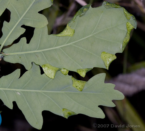 Oak leaves with folded lobes