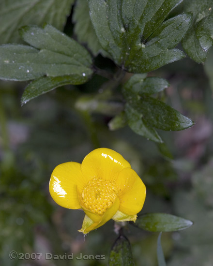 The first buttercup of the year