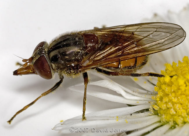 Hoverfly (Rhingia campestris)