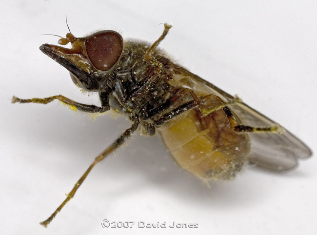 Hoverfly (Rhingia campestris) - oblique ventral view