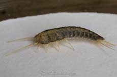 Silverfish+larvae+pictures