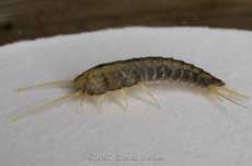 Silverfish (Lepisma saccharina)