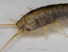 Silverfish (Lepisma saccharina) - close-up