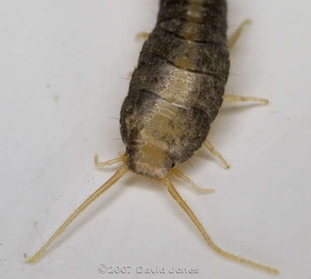 Silverfish (Lepisma saccharina) - close-up (dorsal view)