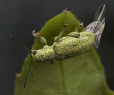 A green weevil similar to Phyllobius ponaceus