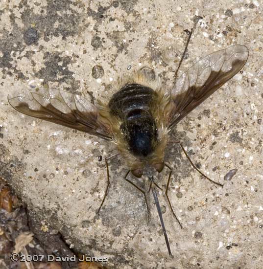 Bee-fly (Bombylius major) - 1