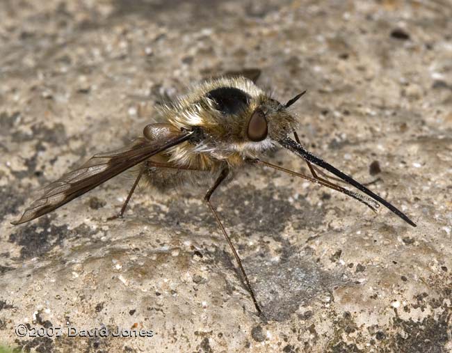 Bee-fly (Bombylius major) - 2, oblique view