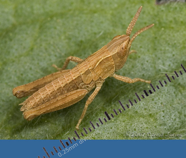 The first grasshopper nymph of the year