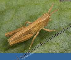 The first grasshopper nymph of the year