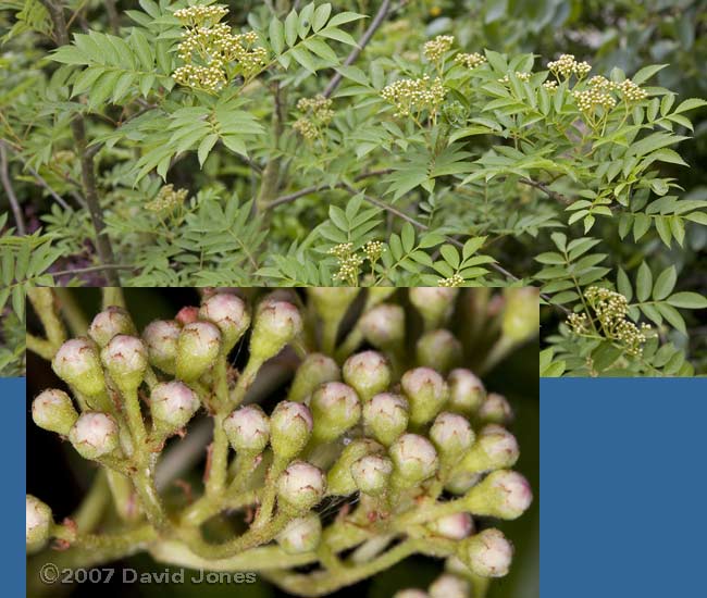 Rowan - flower buds