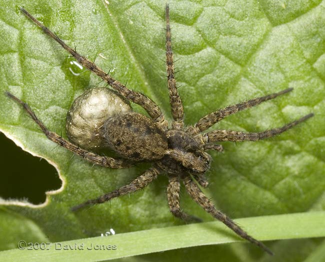 Female hunting spider with egg case