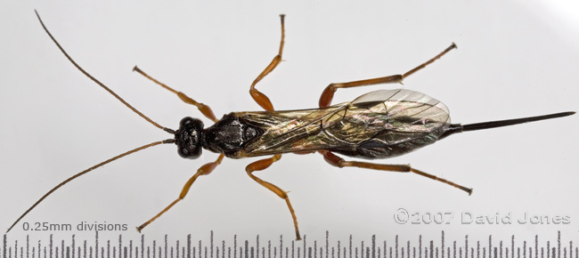 An Ichneumon fly (unidentified) - dorsal view