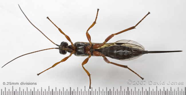 An Ichneumon fly (unidentified) - ventral view