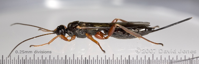 An Ichneumon fly (unidentified) - lateral view