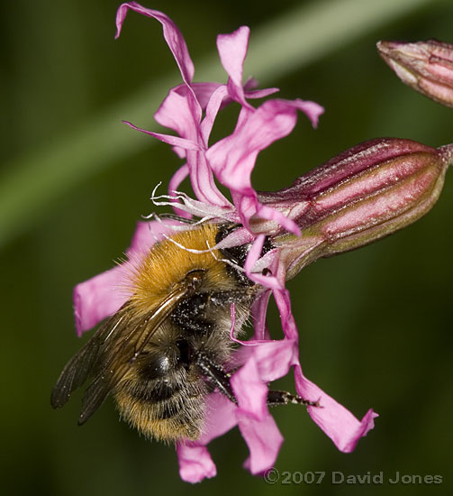 Bumblebee - Bombus pascuorum? at Ragged Robin flower - 1
