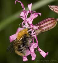 Bumblebee - Bombus pascuorum? at Ragged Robin flower