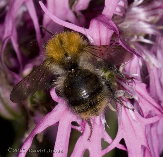 Bumblebee - Bombus pascuorum? at Ragged Robin flower - 2