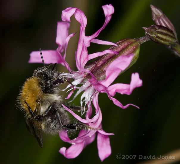 Bumblebee - Bombus pascuorum? at Ragged Robin flower - 3