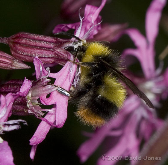 Bumblebee - Bombus pratorum at Ragged Robin flower - 1