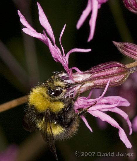 Bumblebee - Bombus pratorum at Ragged Robin flower - 1