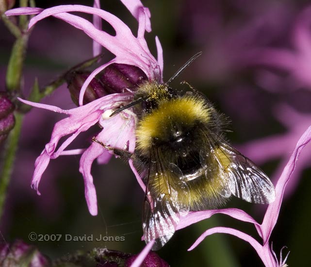 Bumblebee - Bombus pratorum at Ragged Robin flower - 3